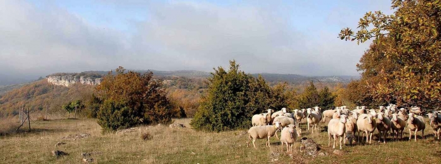 Agro-pastoralism, Causses and Cévennes